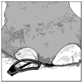 Elephant Stepping on Safety Glasses